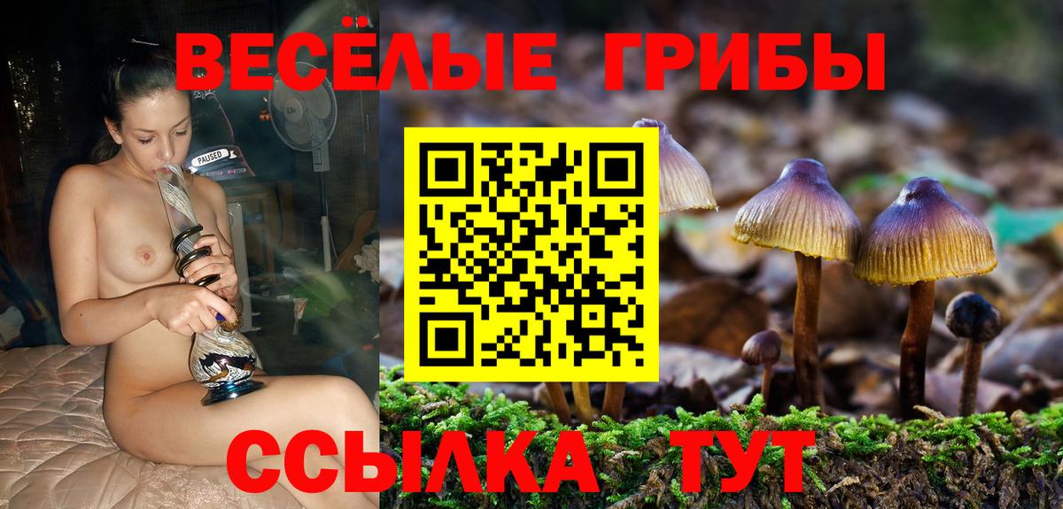 Галлюциногенные грибы Psilocybe  Дмитров 